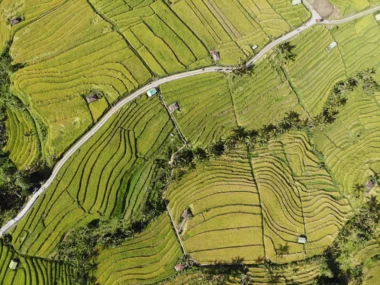 guide to Jatiluwih Rice Terraces in Bali