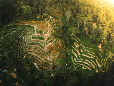 Guide to Tegallalang and Ceking Rice Terrace in Bali, Indonesia