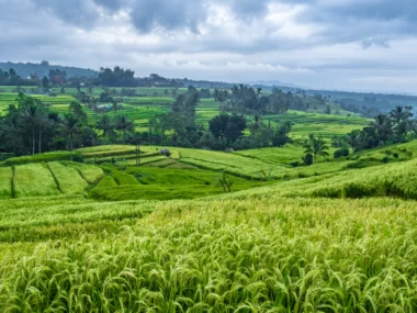 Tegallalang vs Jatiluwih, the best rice terraces in Bali, Indonesia